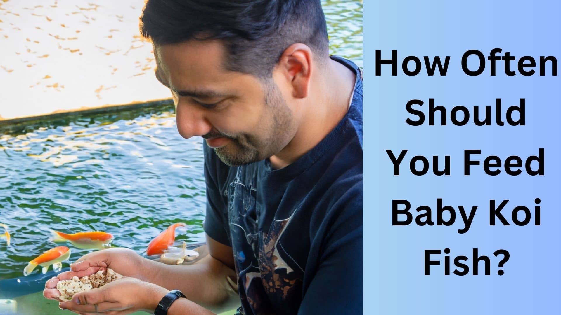 How Often Should You Feed Baby Koi Fish? | Koi Seller