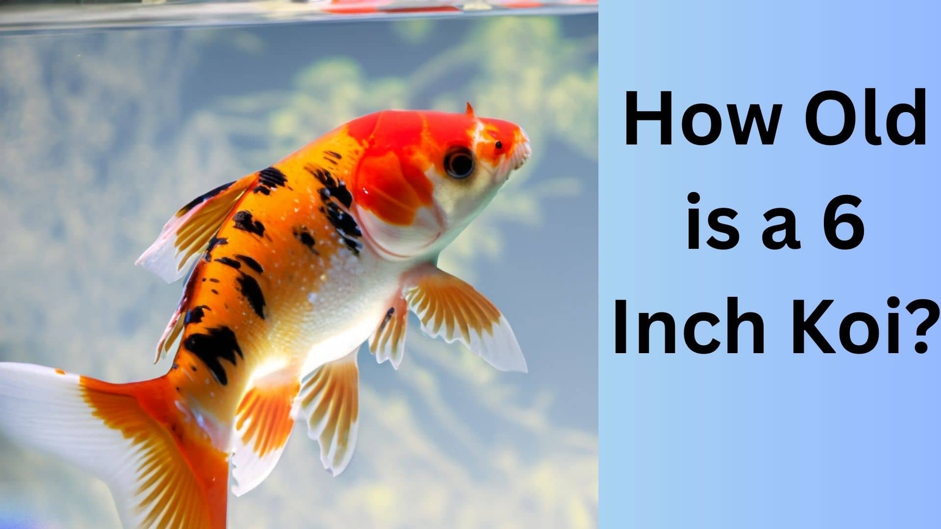 how-old-is-a-6-inch-koi-koi-seller