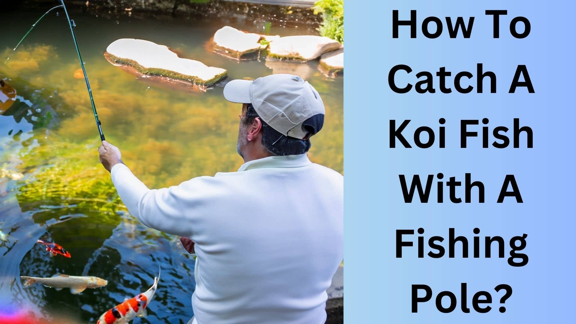 how-to-catch-a-koi-fish-with-a-fishing-pole-koi-seller