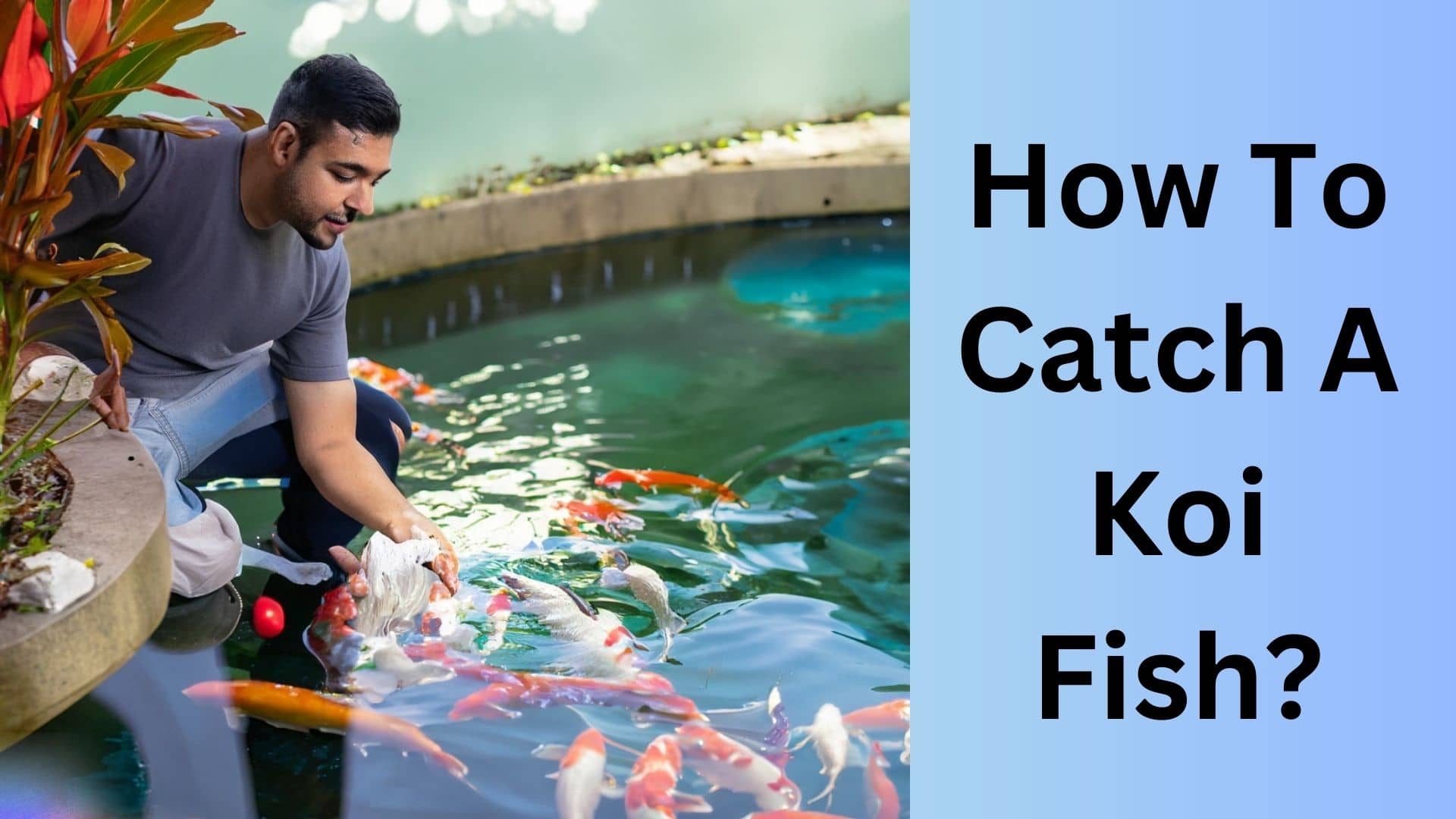 how-to-catch-a-koi-fish-koi-seller