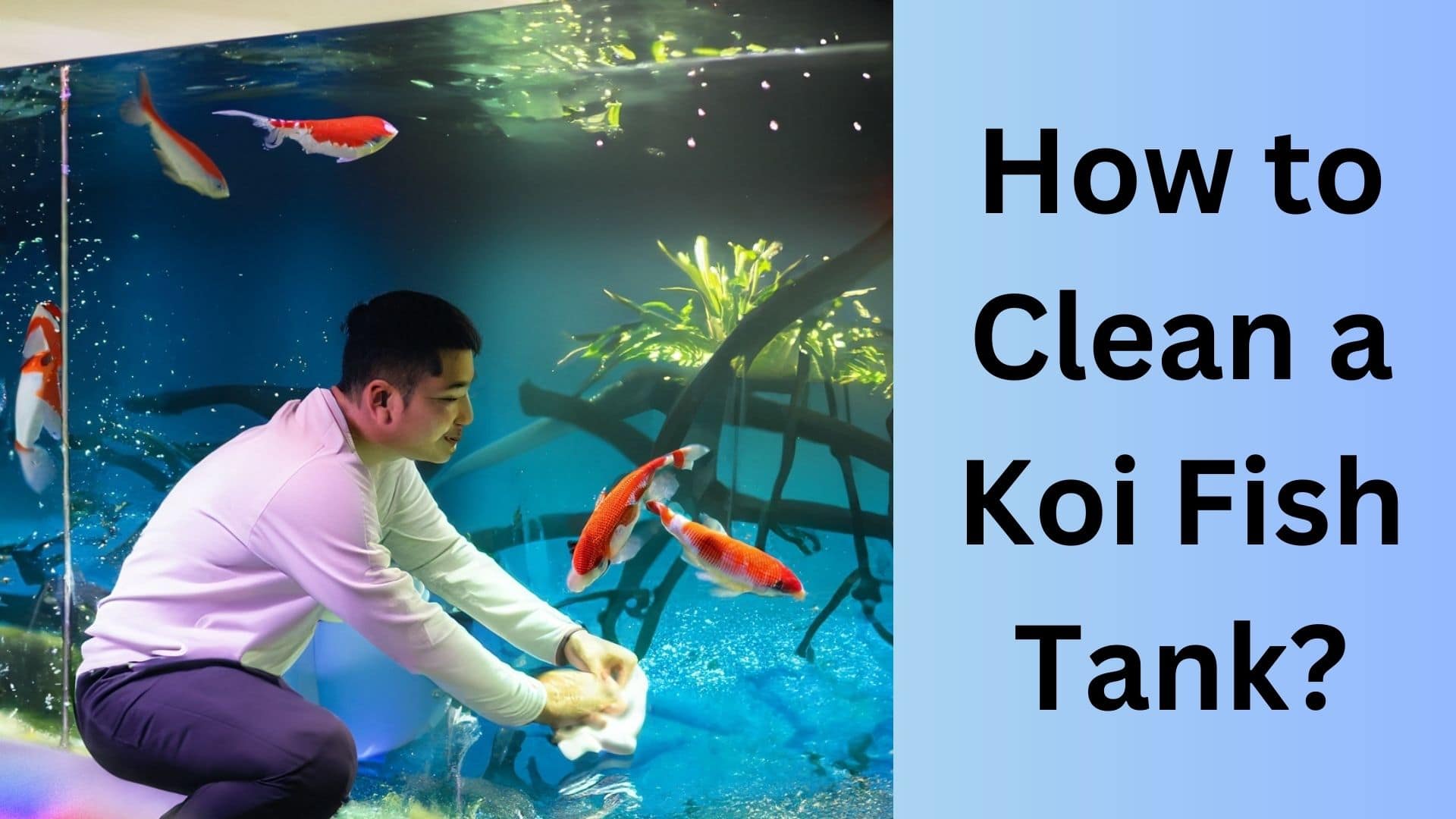 How to Clean a Koi Fish Tank? Koi Seller