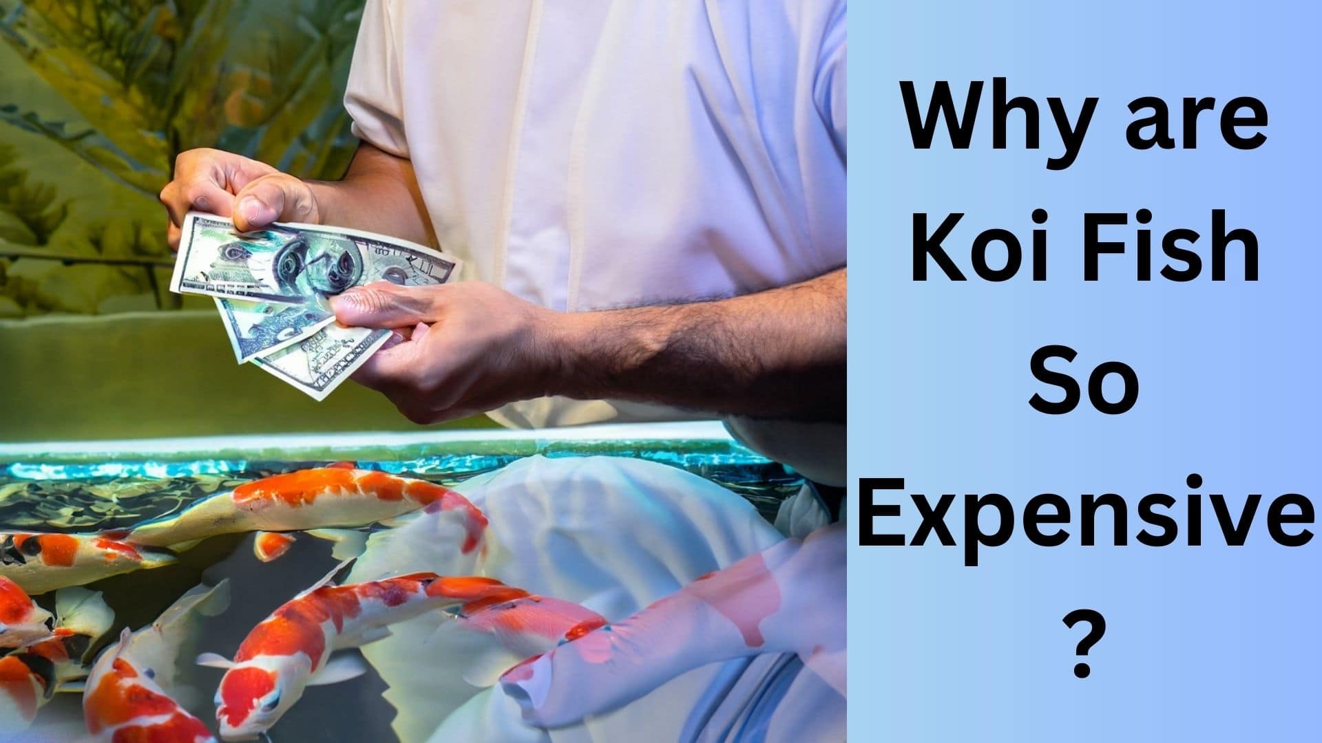 Why are Koi Fish So Expensive? Koi Seller