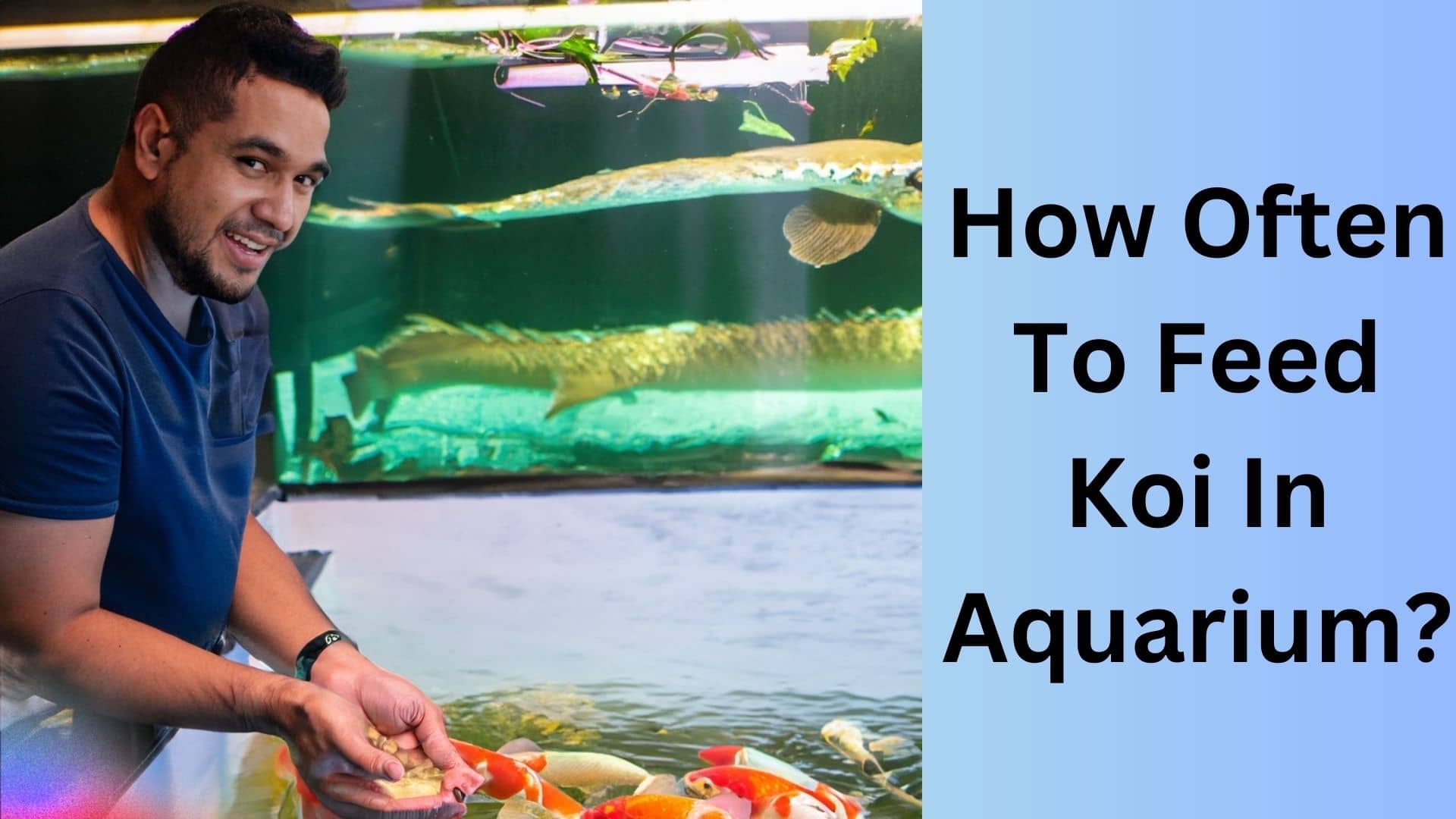 how-often-to-feed-koi-in-aquarium-koi-seller