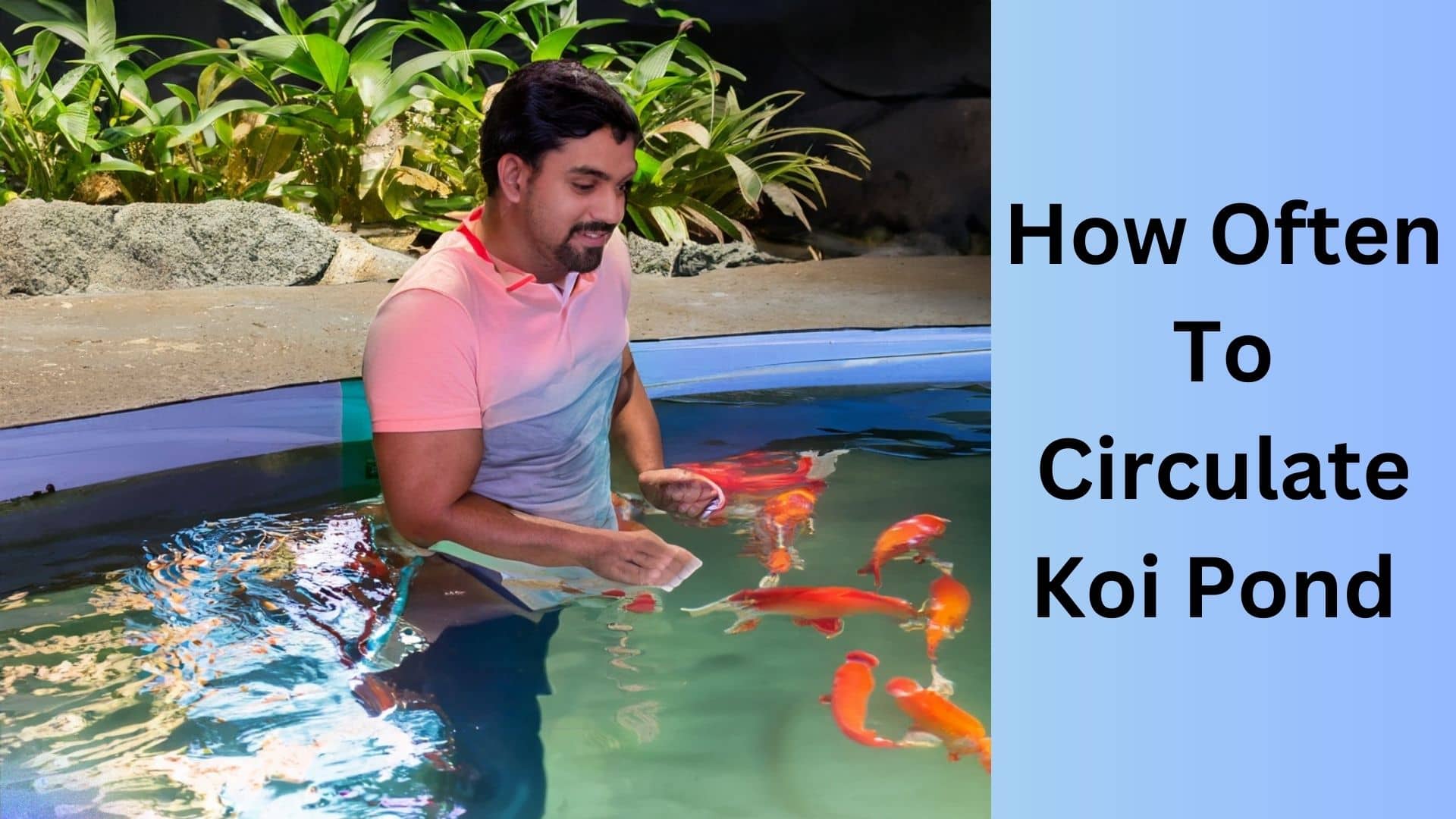 How Often Should I Circulate My Koi Pond? | Koi Seller