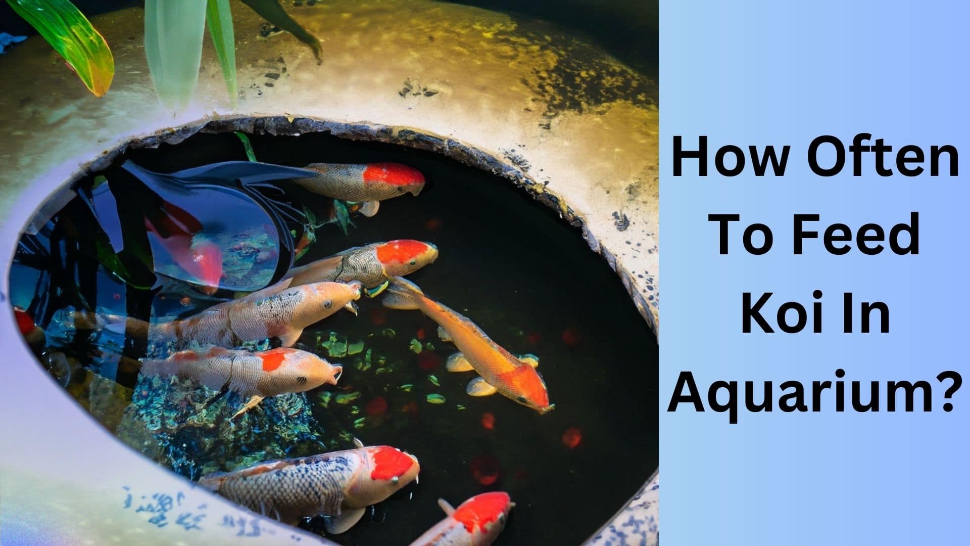 How Often to Clean Koi Pond Bottom? Koi Seller
